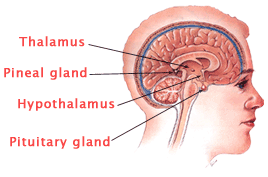 brain glands